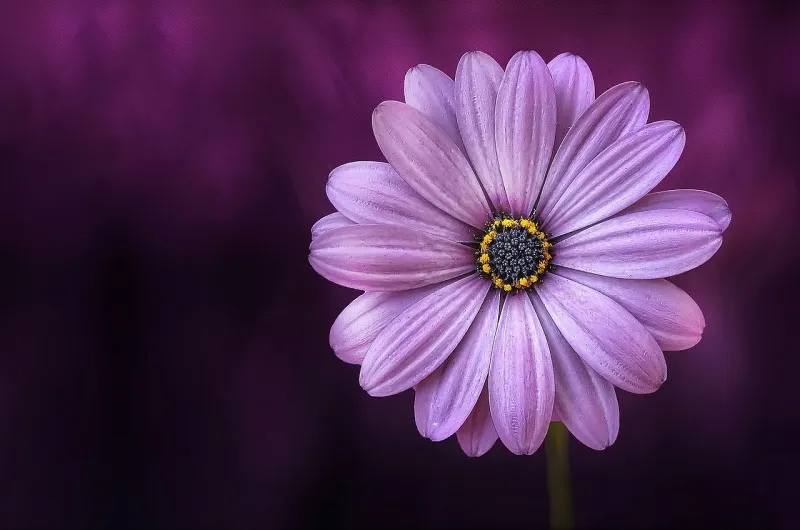 Magiczny świat roślin - Supertunia Vista odmieni Twoje ogrody!